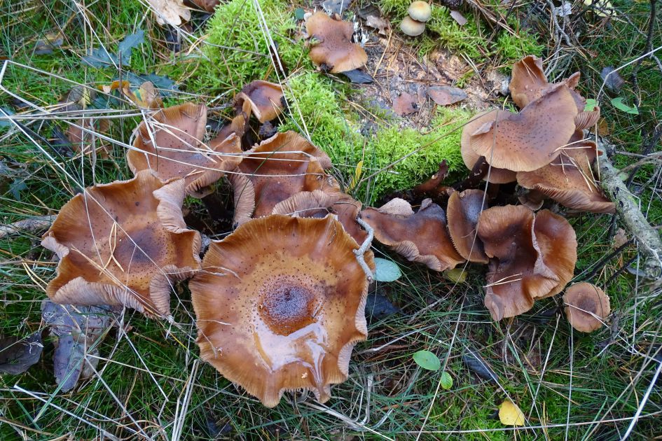 Welke zwam/paddenstoel is dit?